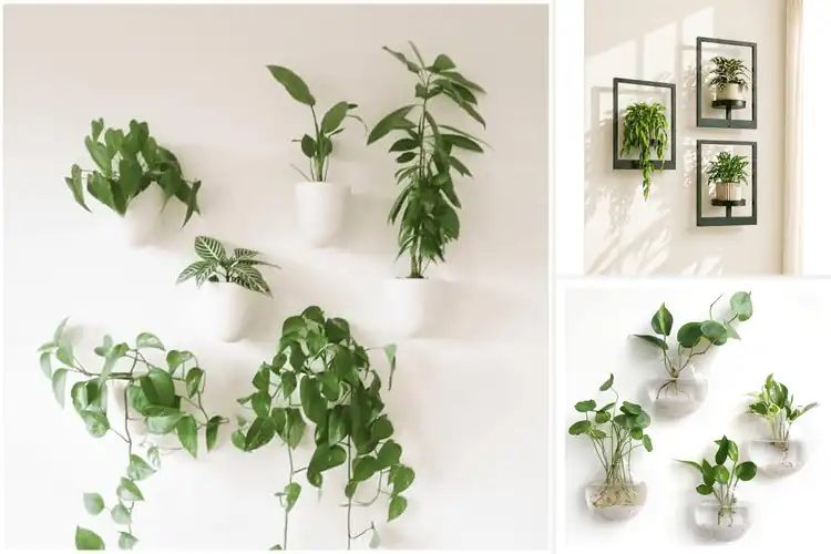 Detailed view of Best Wall Planters